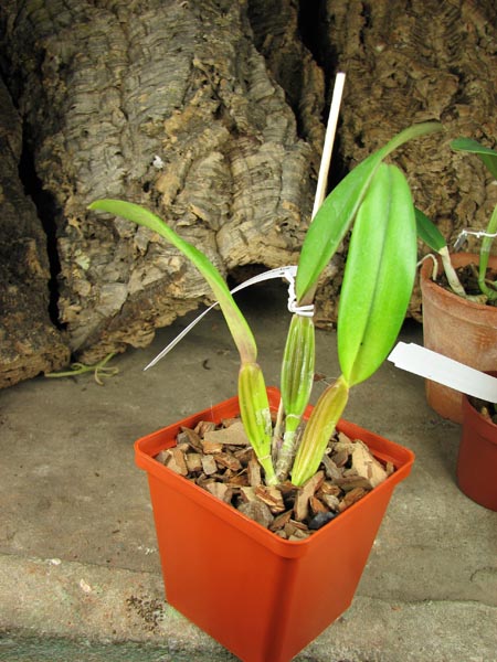 Cattleya percivaliana tipo 'Remolacha' (19-6) x SELF.jpg