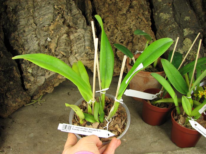 Cattleya trianae tipo 'Binotti' x Cattleya trianae orlata 'Dan'.jpg