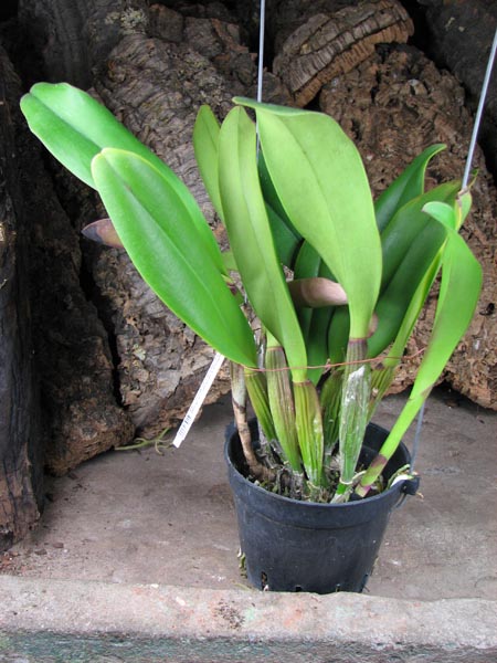 Brassolaeliocattleya King of Taiwan 'Ta-Hsin' (Bryce Canyon x Purple Ruby).jpg
