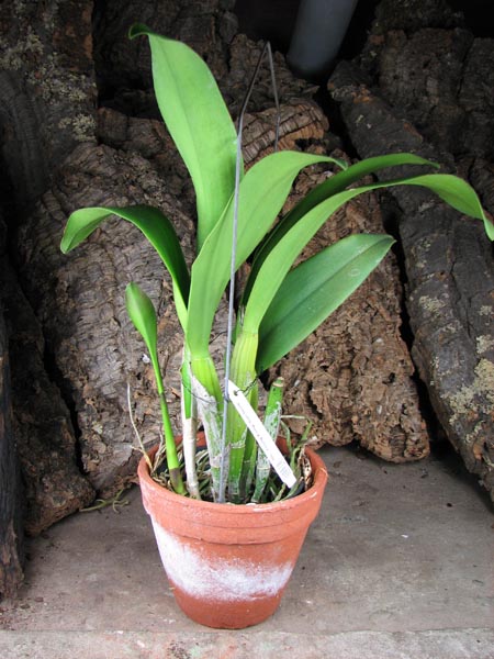 Brassolaeliocattleya Young Kong 'Sun No16'.jpg