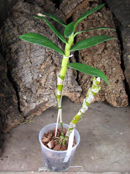 Dendrobium Oriental Smile 'Fantasy'.jpg