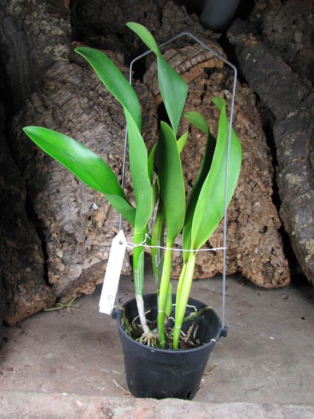 Potinara Haw Yuan Gold 'YC#2.jpg