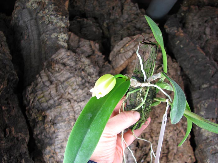 Laelia alaori suave 'Binot' x Cattleya luteola 'Big Star'.jpg