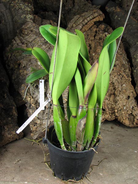 Brassolaeliocattleya King of Taiwan 'Ta-Hsin'.jpg