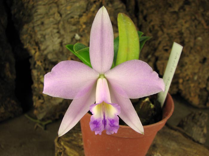 Laelia alaori x praestans.jpg