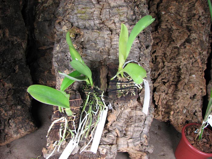 Cattleya dowiana vаг rosea.jpg