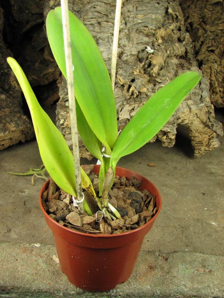 Cattleya dowiana vаг rosea.jpg