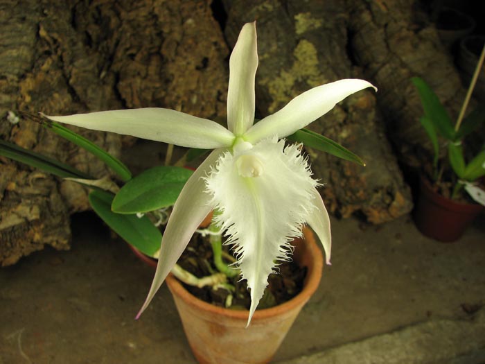 Brassavola David Sander (Brassavola cuculata x Rhyncholaelia digbyana).jpg