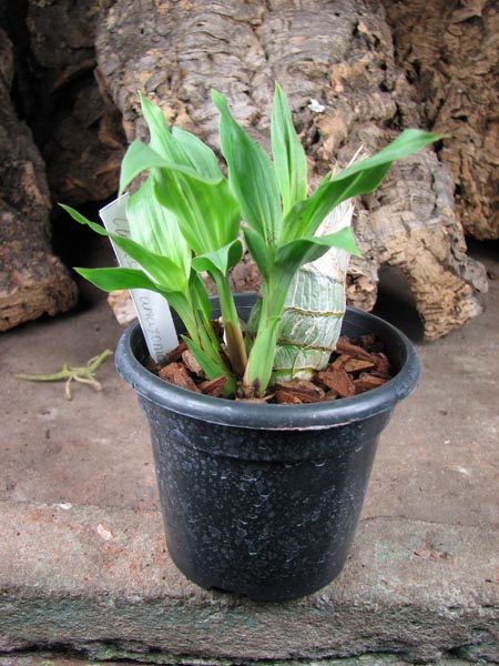 Clowesia amazonica.jpg