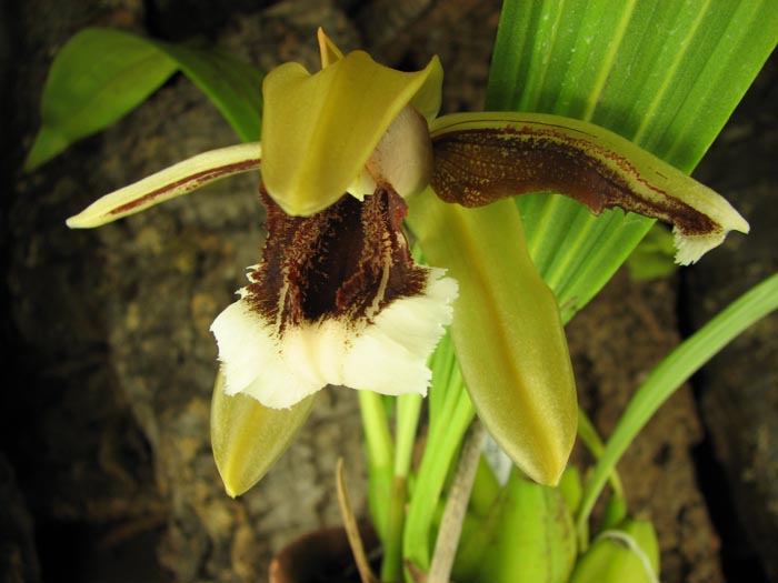 Coelogyne speciosa.jpg
