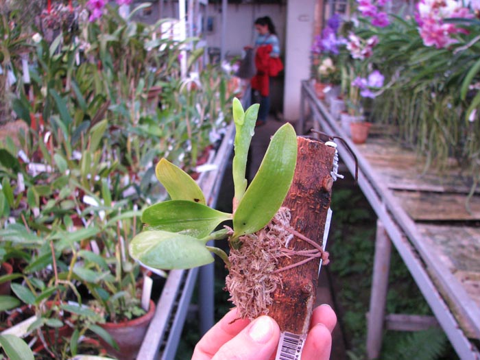 Laelia alaori semi alba orlata (Z-606 x SELF).jpg