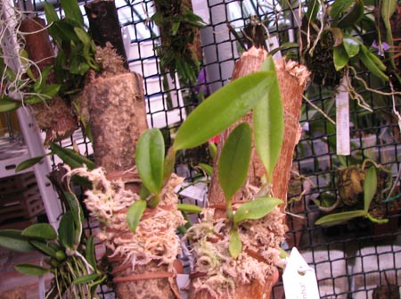 Laelia pumila coerulea '#2' x Laelia pumila coerulea 'Da Rosinha'.jpg