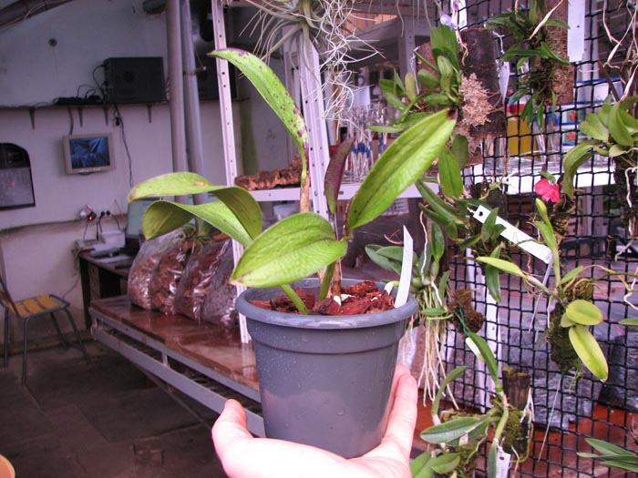 Cattleya Jungle Eyes 'ORCHIS'.jpg