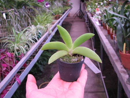 Angraecum leonis.jpg