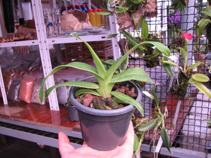 Phragmipedium Memory Dick Clements.jpg