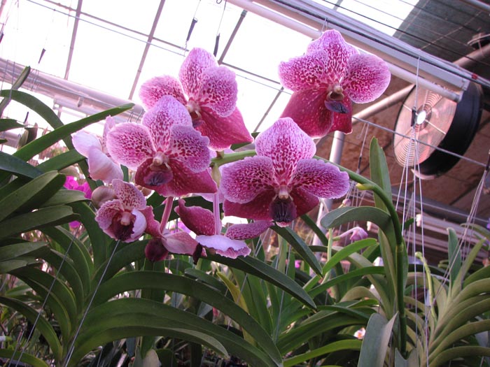 Vanda sanderiana x Vanda Catherine McCartney.jpg