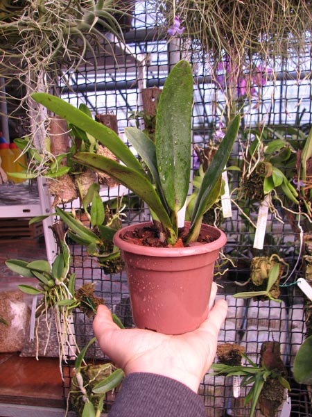 Cattleya gaskelliana (suavissima x rosea).jpg