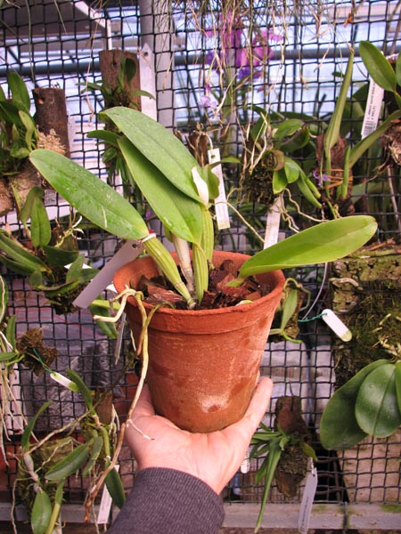 Cattleya gaskelliana 'Da Norma Dreher' x self.jpg