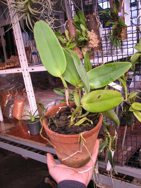 Cattleya warneri integra orlata-pincelada 'Superba' x SELF.jpg