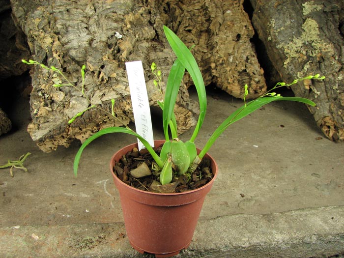 Oncidium Twinkle 'CT Flamingo'.jpg