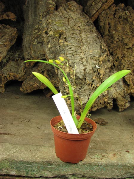 Oncidium Twinkle 'CT Flamingo'.jpg