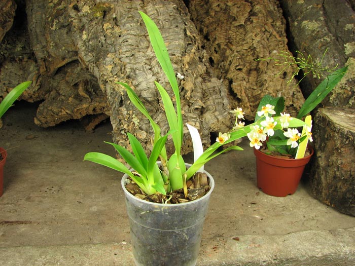 Oncidium Twinkle 'CT White Strong'.jpg