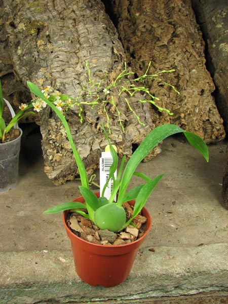 Oncidium Twinkle 'Fragrance Fantasy'.jpg