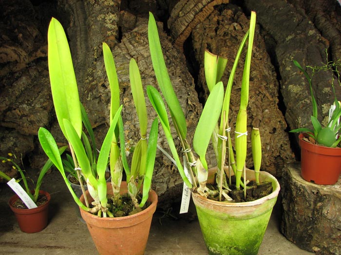 Laelia lobata var alba plena.jpg