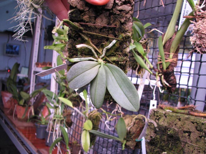 Phalaenopsis parishii.jpg