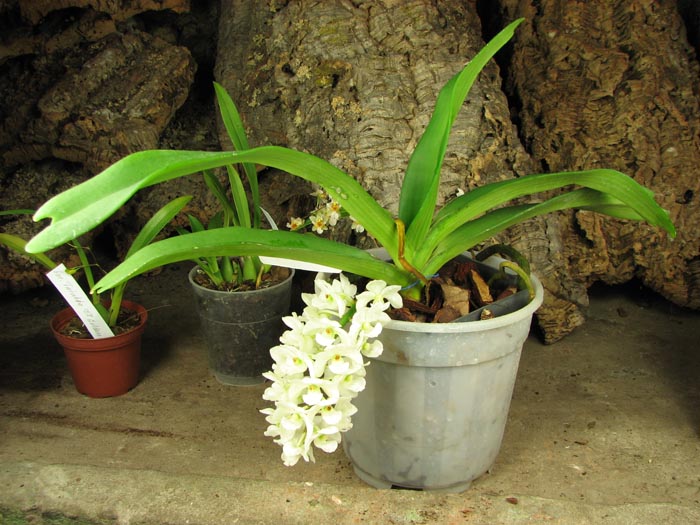 Rhynchostylis gigantea white.jpg