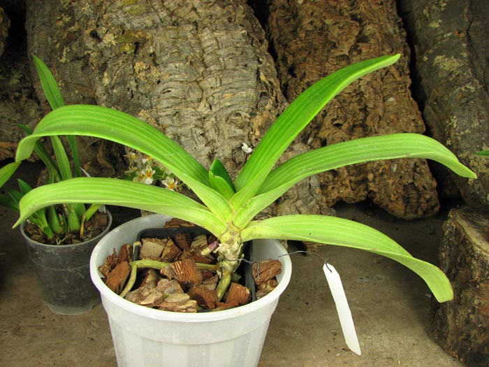 Rhynchostylis gigantea spot.jpg