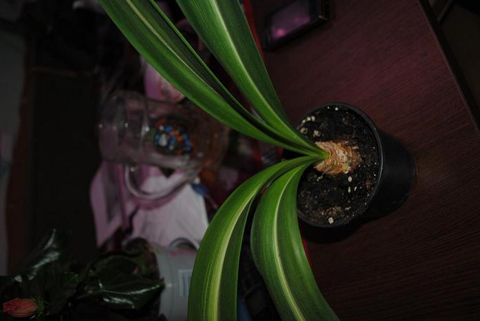 DSC_3003.jpg