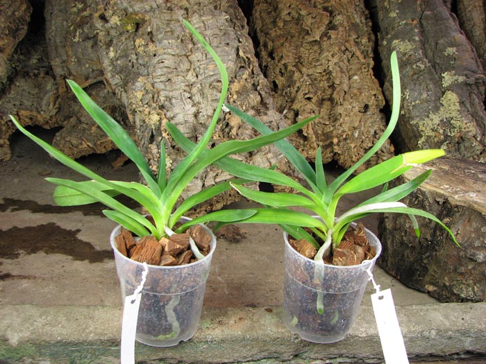 Angraecum sesquipedale.jpg