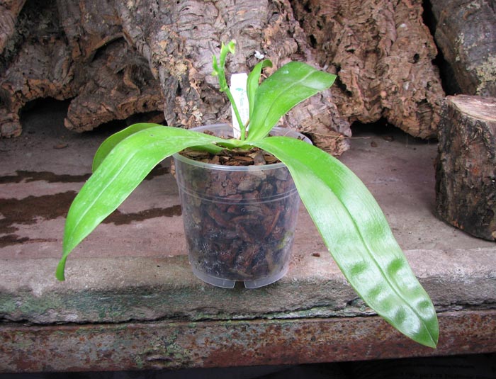 Phalaenopsis violacea 'Blue'.jpg