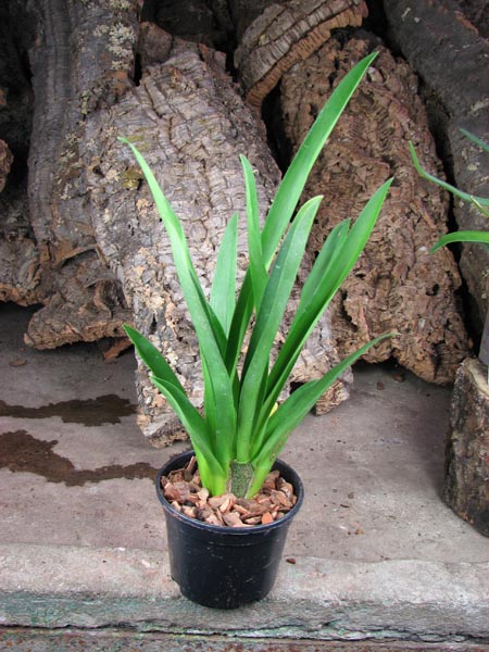 Colmanara Maui Howie 'Sunday Best'.jpg