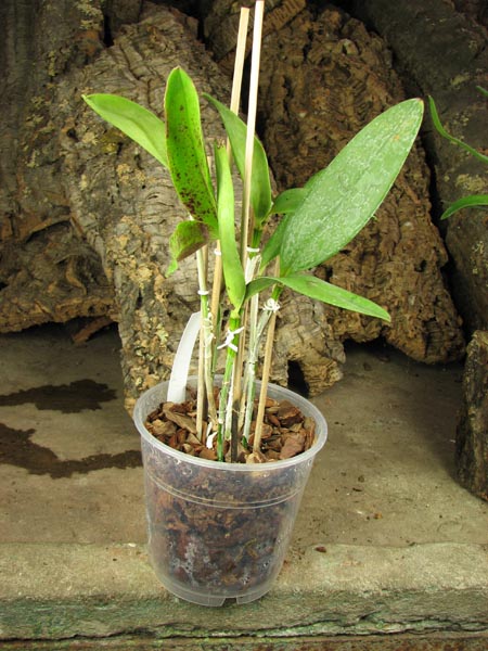 Cattleya Taiwan Green Emerald.jpg