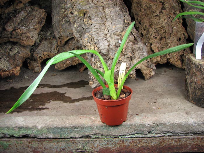 Wilsonara Tan Treasures 'Autumn Nights'.jpg