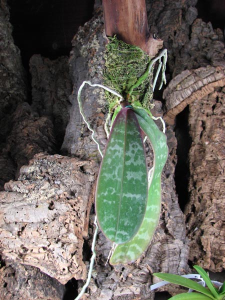 Phalaenopsis stuartiana.jpg