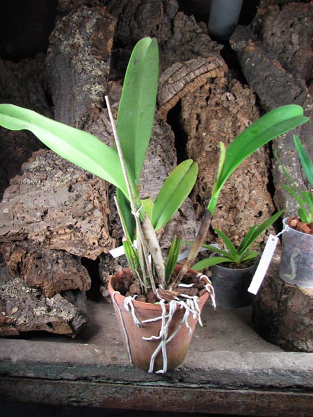 Brassolaeliocattleya Chinese Beauty 'Fire Phoenix'.jpg