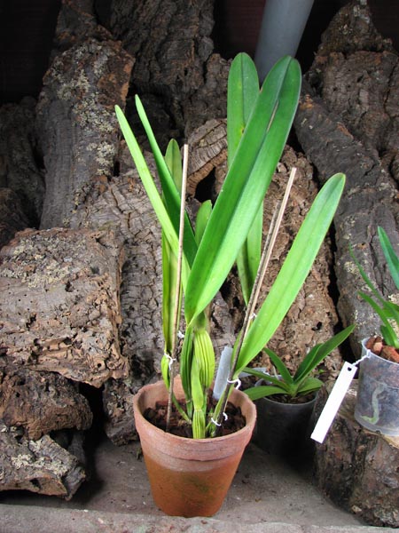 Laelia pulcherrima coerulea.jpg