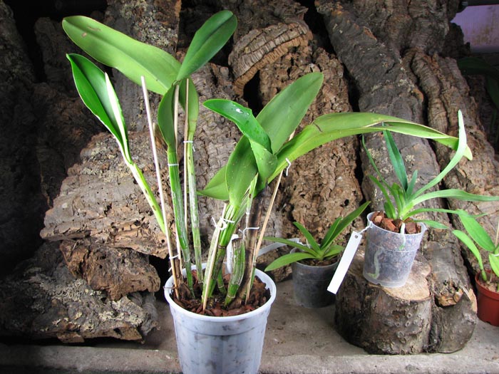 Potinara Haw Yuan Gold 'YC#2'.jpg