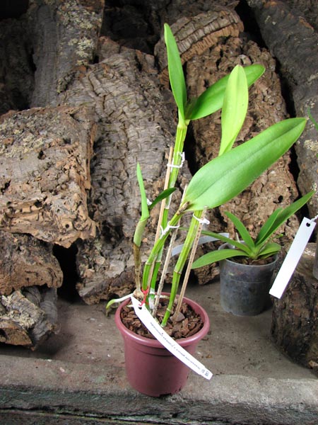 Brassavola glauca x Cattleya intermedia.jpg