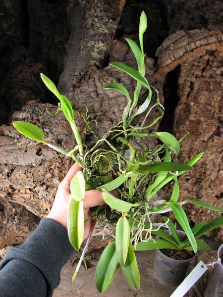 Laelia praestans.jpg