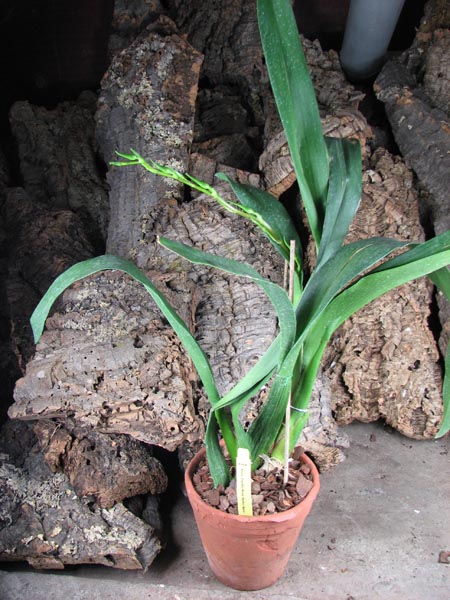 Aliceara Pacific Nova 'Butter Buds'.jpg