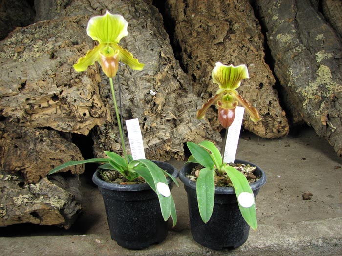 Paphiopedilum helenae x fairrieanum.jpg