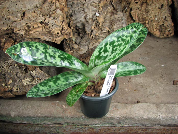 Paphiopedilum Shin-Yi Heart x Hung Sheng Star.jpg