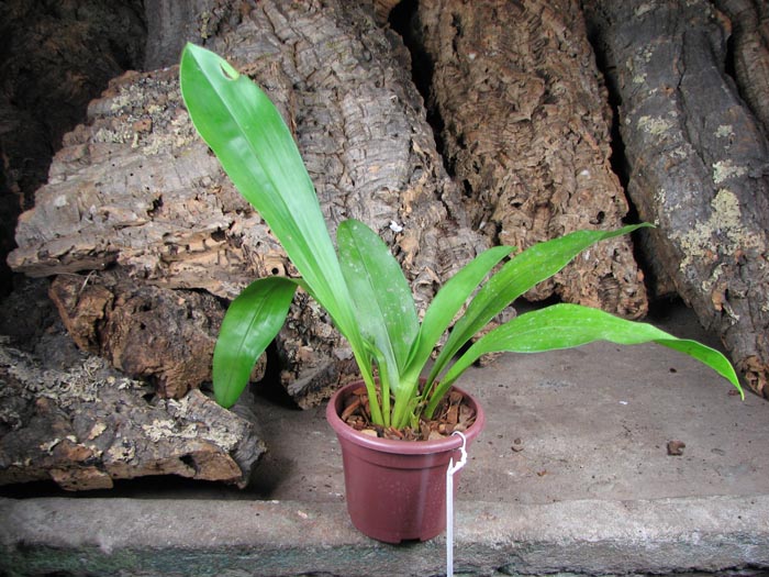 Cochleanthes amazonica.jpg