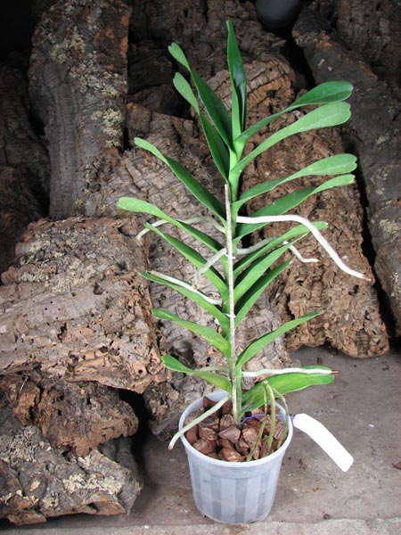 Renanthera philippinensis.jpg