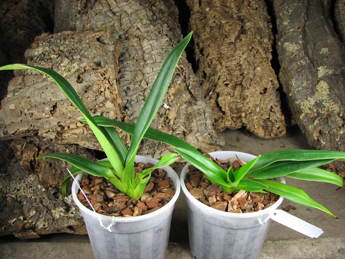 Phragmipedium kovachii.jpg