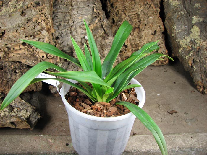 Phragmipedium schlimii.jpg